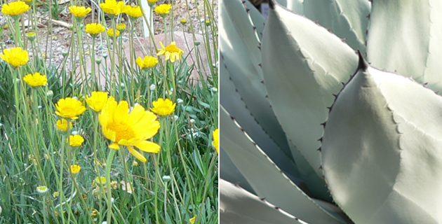Killer Plant Duos For Your High Desert