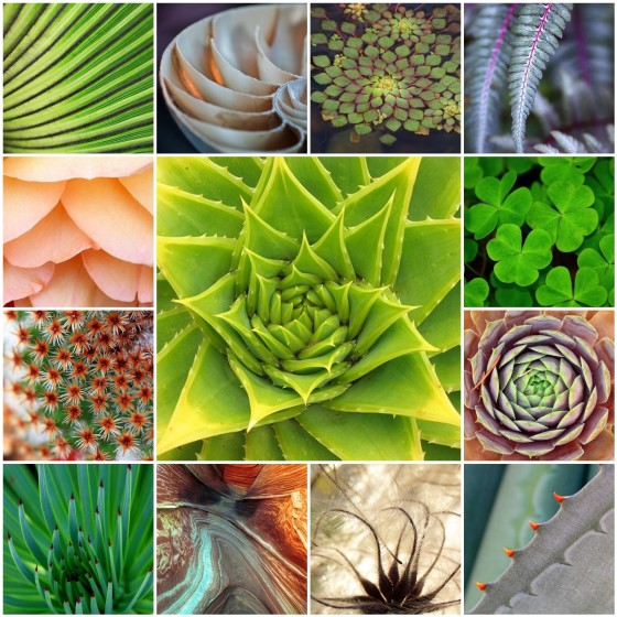 Patterns in Nature