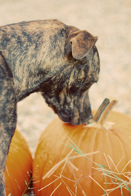 Dog and Pumpkin Photography