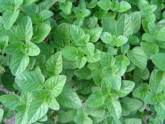 Oregano Herb Essential Oil