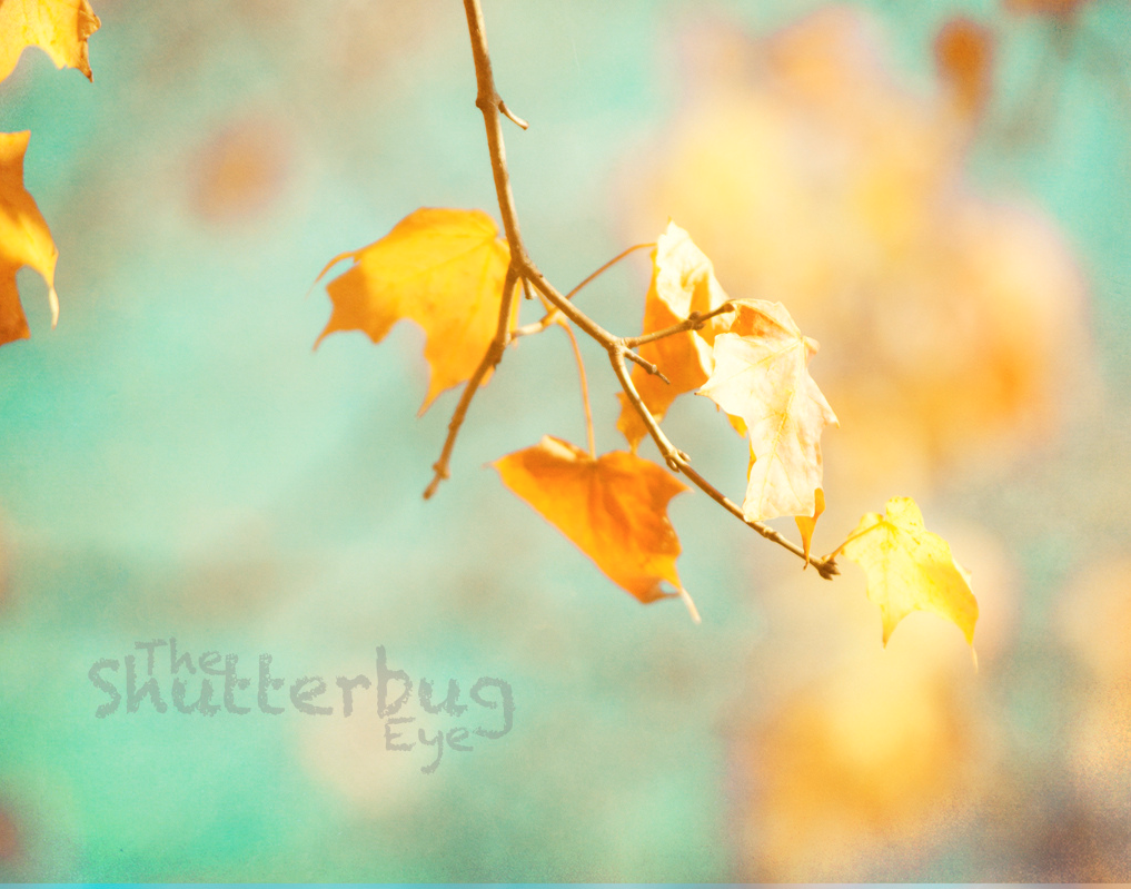Turquoise and Golden Fall Leaves Photography