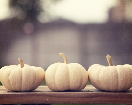 Ghost Pumpkins by Amelia Kay Photography
