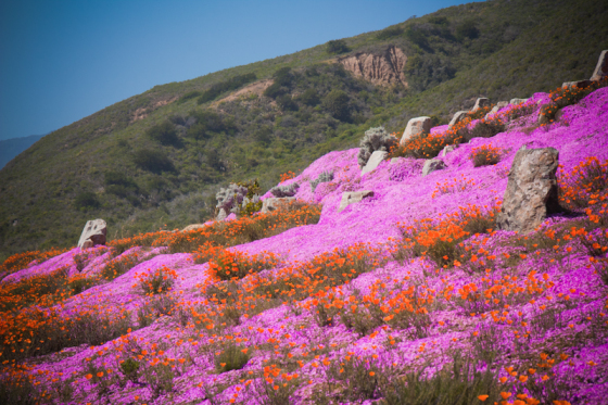More amazing wildflowers - Big Sur