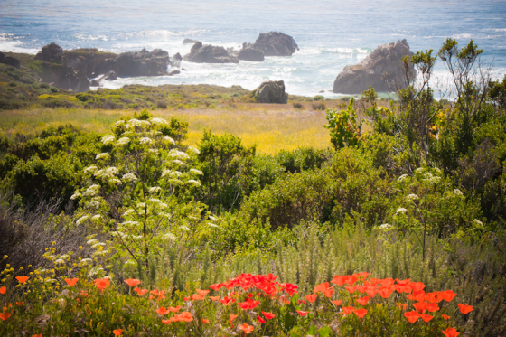 Breathtaking Big Sur