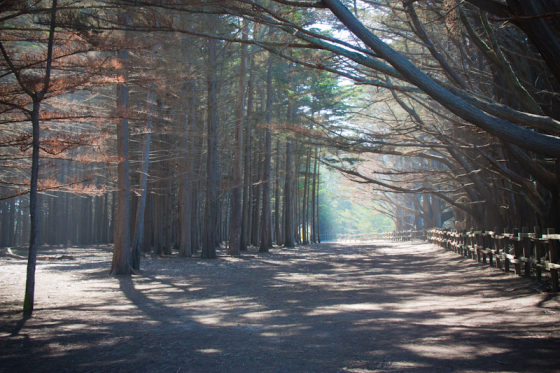 Cypress Groves at Moss Beach