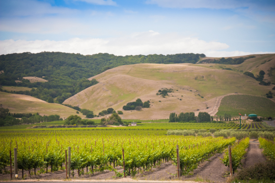 Sonoma Wine Country