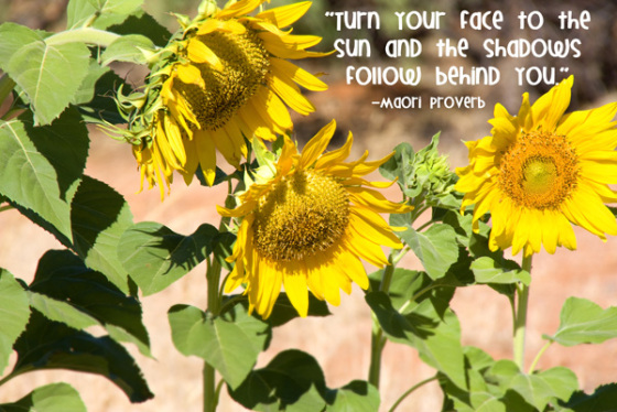 Sunflower Row Quote Cheerfulness Joy Happiness