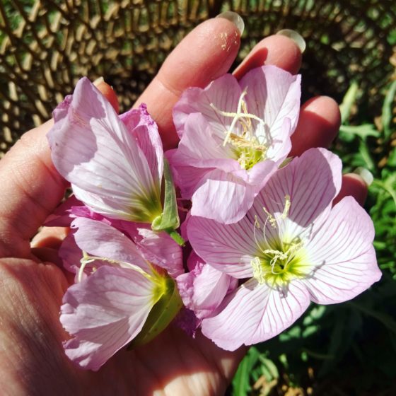 Joyful Roots Flower Essences