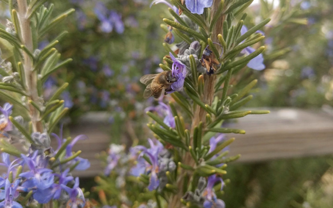 rosemary from Bisbee Community GArden in bloom