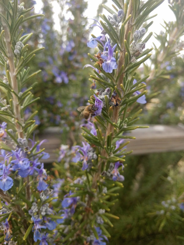 rosemary from Bisbee Community GArden in bloom