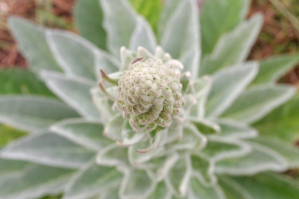 Mullein Plant