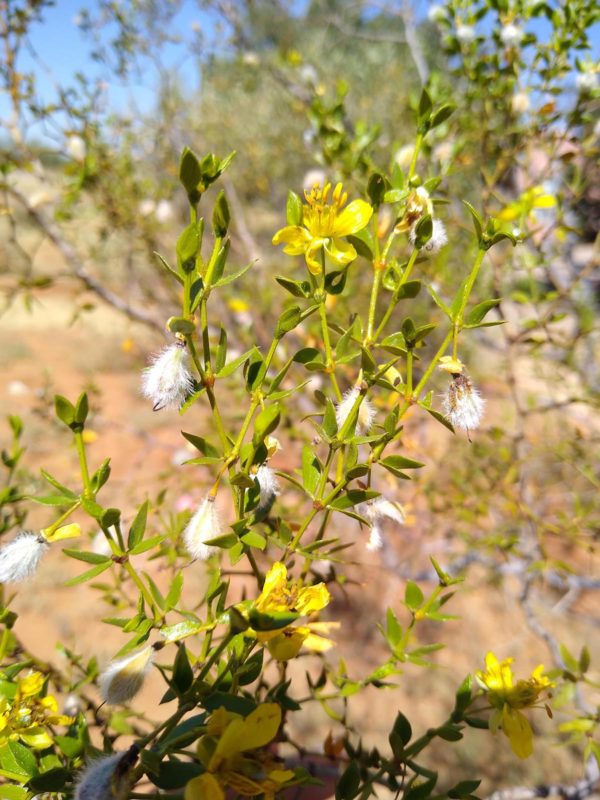 Creosote Bush Flower Essence