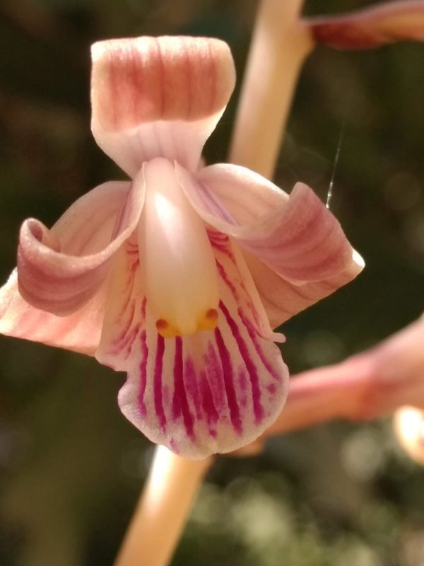 Crested Coral Roots Flower Essence