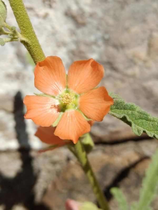 Desert Mallow