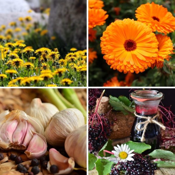 Plant Magic Yearly