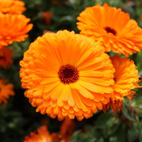 Summer Plant Magic