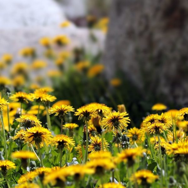 Spring Plant Magic Box