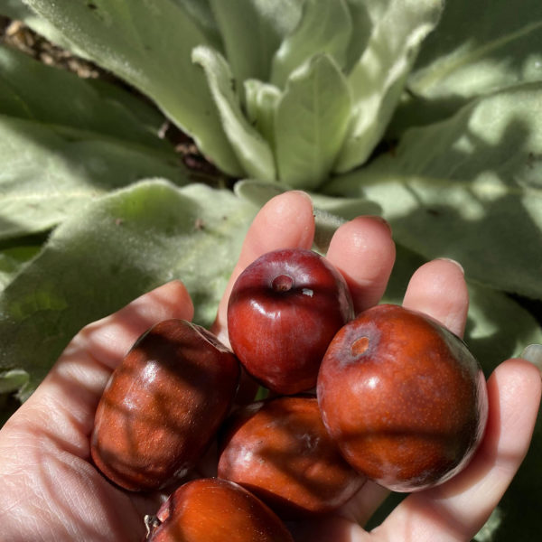 Jujube and Mullein