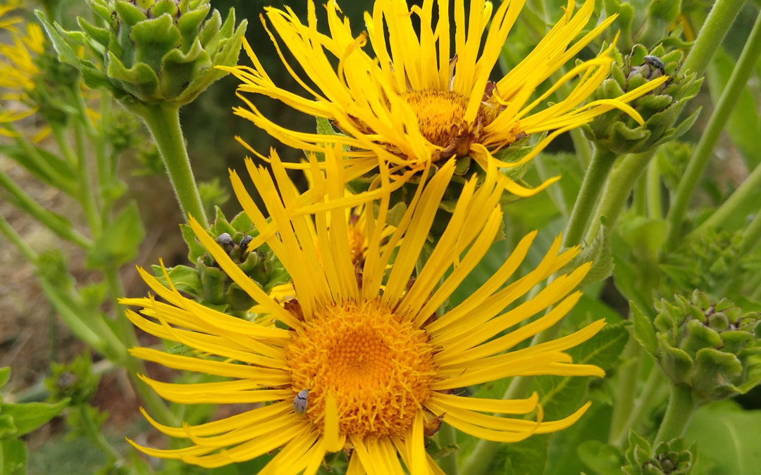 FALL IN LOVE WITH ELECAMPANE – FREE DOWNLOAD