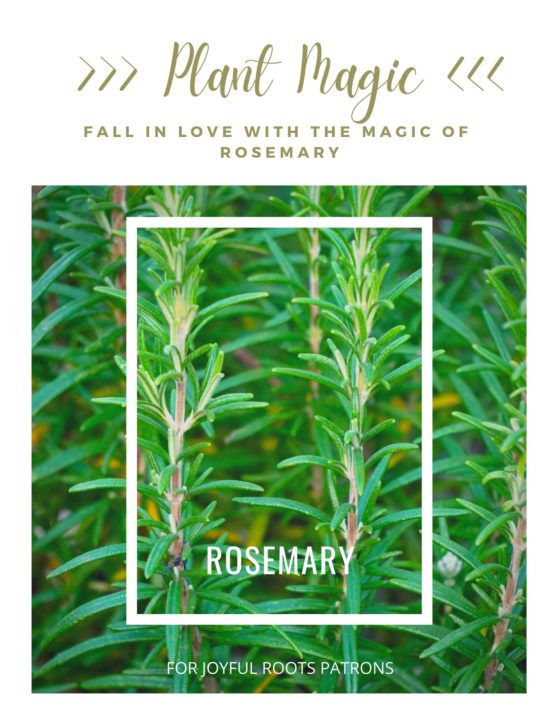 Rosemary Plant Magic Herbal Wisdom Zine Monograph