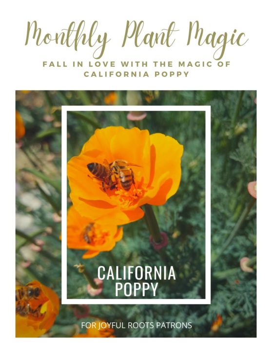 California Poppy Plant Magic Herbal ZineAC
