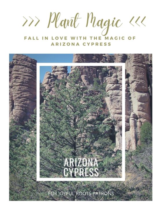 Arizona Cypress Herbalism Plant Magic Zine Herbal Monograph