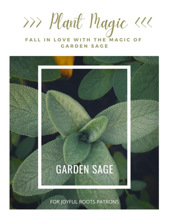 Sage Plant Magic Herbalism Herbal Zine