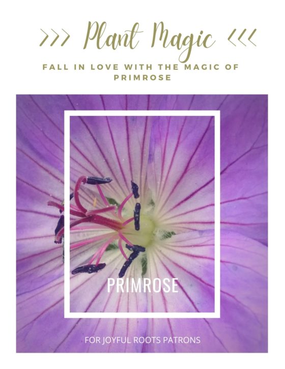 Primrose Plant Magic Herbal Information Zine