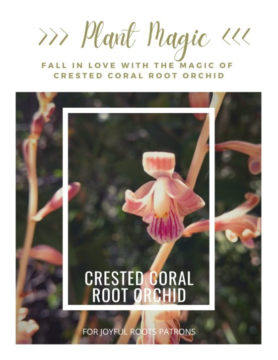 Crested Coral Root Plant Magic Flower essence herbalism