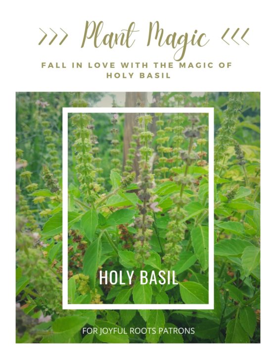 Holy Basil Plant Magic Herbal Zine
