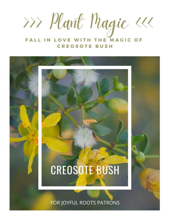 Creosote Bush Plant Magic Herbal Zine Larrea tridentata Chaparral Herbalism Monograph