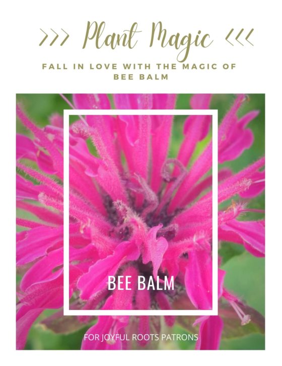 Bee Balm Plant Magic