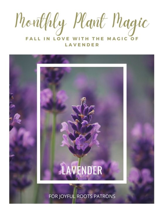 Lavender Plant Magic Herbal zine Information