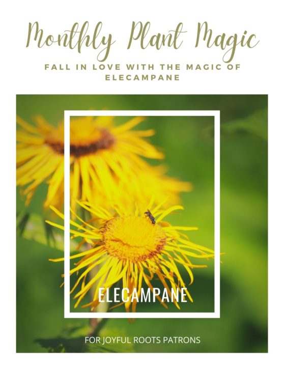 Elecampane Plant Magic Digital Zine Herbalism