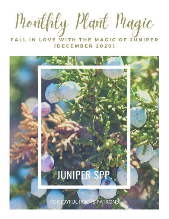 Juniper Herbal Information Downloadable Zine