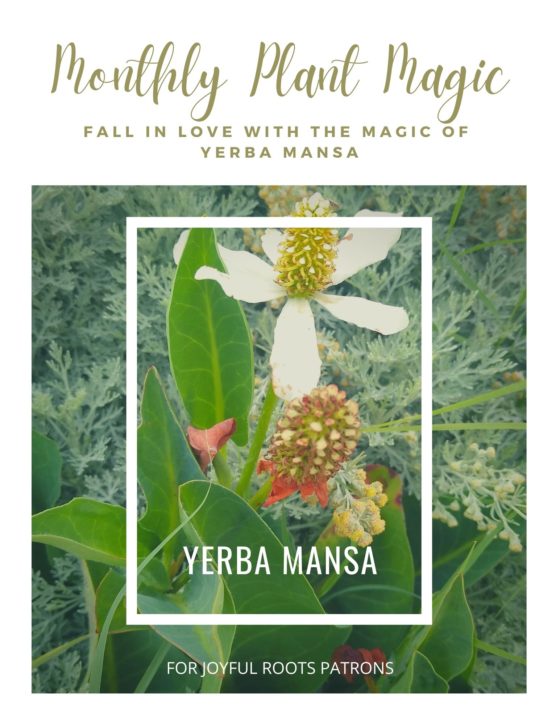 Yerba Mansa Plant Magic Herbal Zine Herbalism Learn Monograph