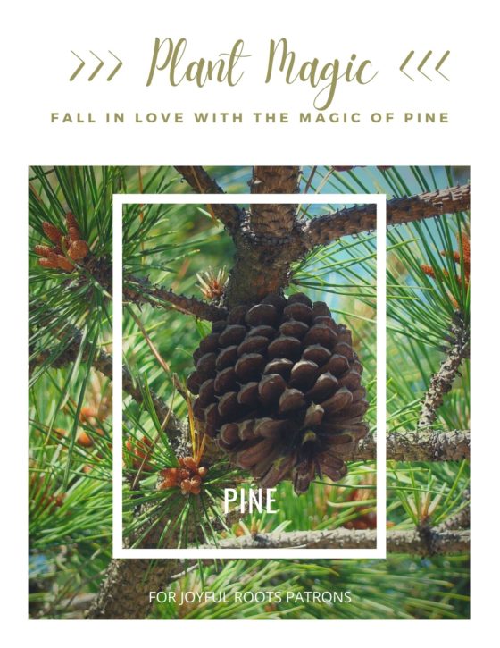 Pine Plant Magic Herbal Zine Monograph Information