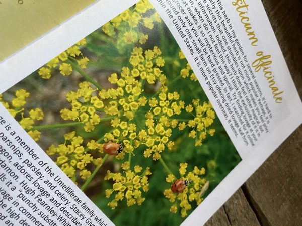 Herbal Zines, Plant Magic, Herbal Lore and Wisdom, Printed Mini Magazine, Monograph