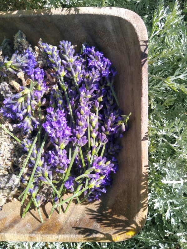 Lavender Flowers