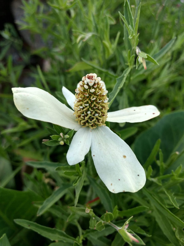 Yerba Mansa Anemopsis californica