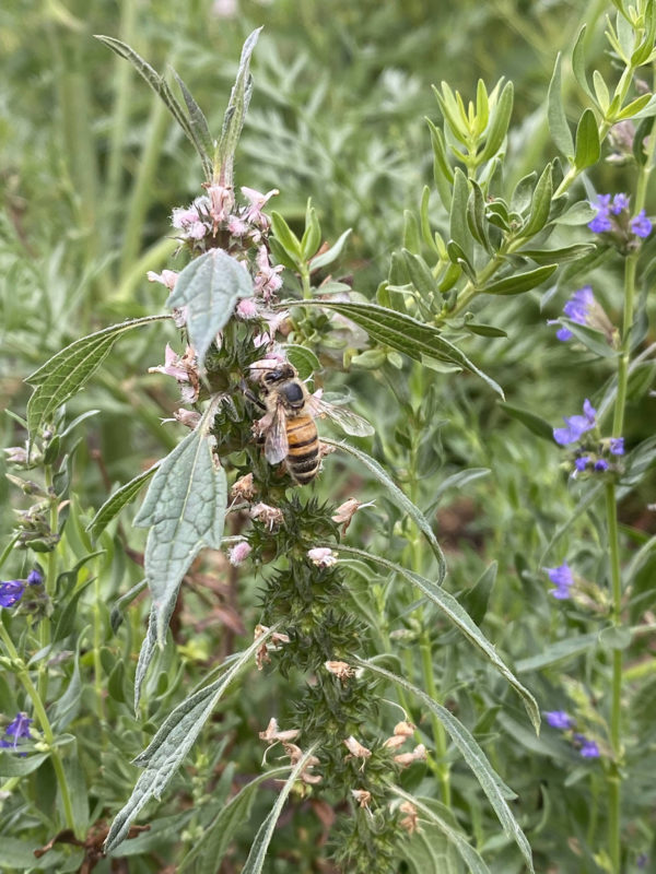 Motherwort Elixir