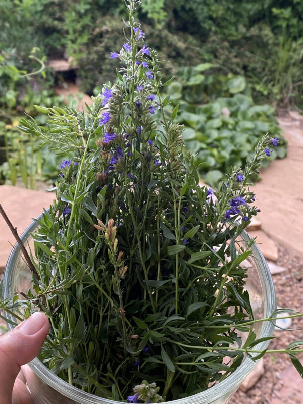 Hyssop Herb