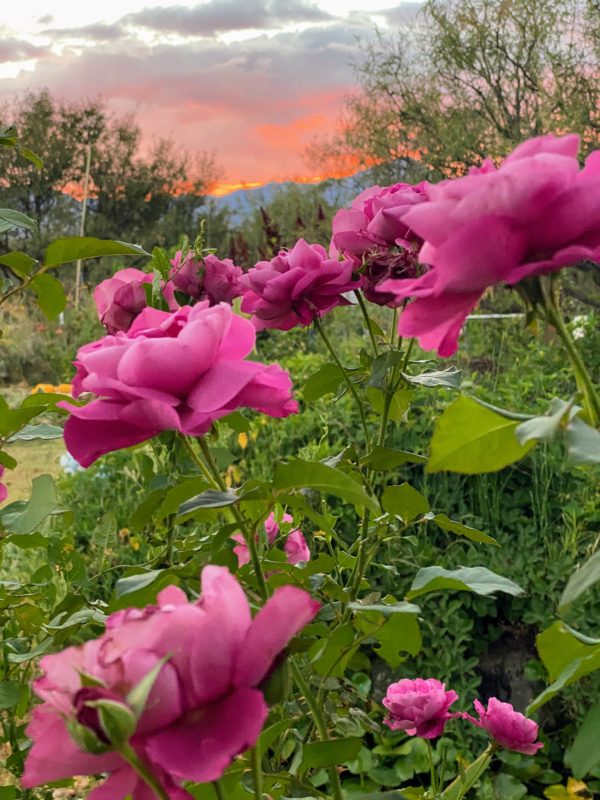 Joyful Roots Rose Garden