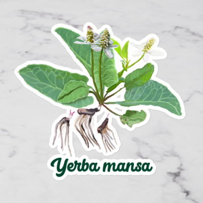 Yerba Mansa Vinyl Sticker